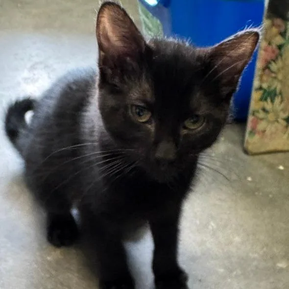 A baby small-sized female Black Domestic Short Hair cat named Diem for adoption in Shawnee, KS