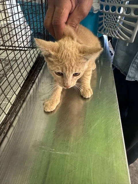 A baby medium-sized male Domestic Short Hair cat named 2 for adoption in Los Angeles, CA