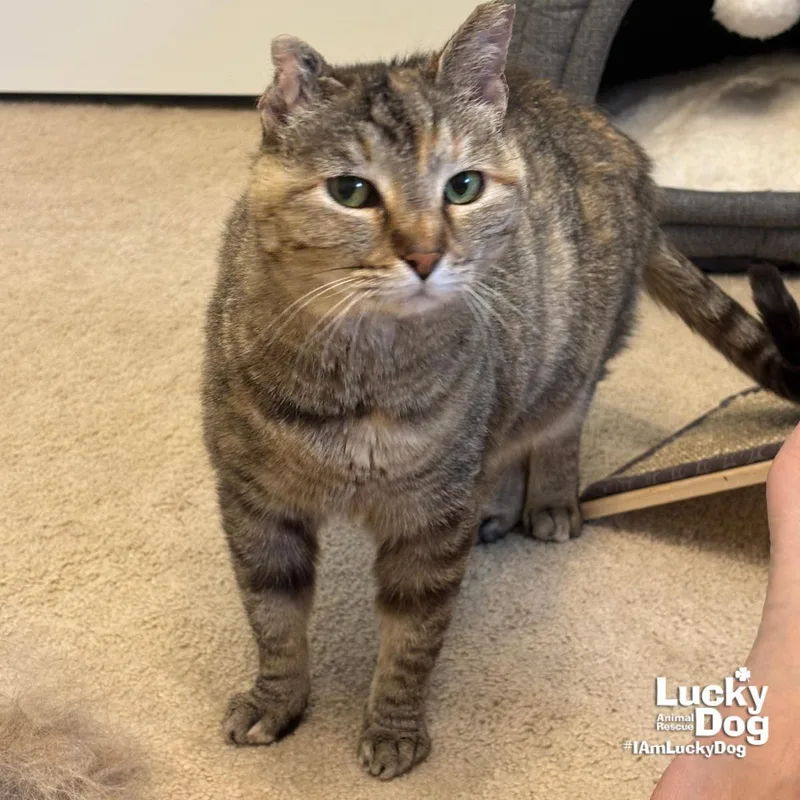 An adult medium-sized female Domestic Short Hair cat named Sylvie for adoption in Washington, DC