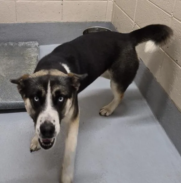 Pen  Chanel thumbnail 2