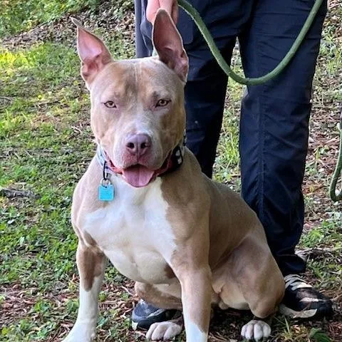An adult medium-sized female Brown / Chocolate Pit Bull Terrier dog named Lilah for adoption in Bartlett, TN
