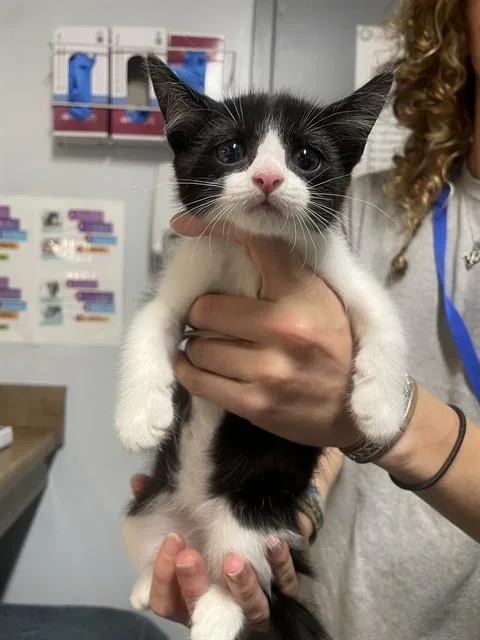 A baby small-sized male Domestic Short Hair cat named Kratos for adoption in Tallahassee, FL