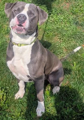 A young large-sized male American Bulldog dog named Gaston for adoption in Akron, OH