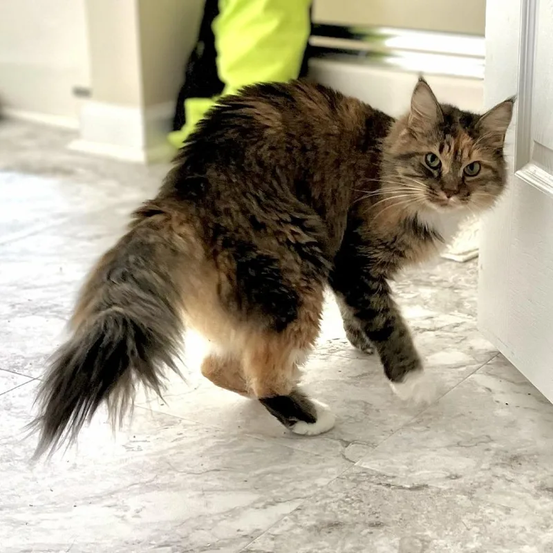 A young medium-sized female Domestic Short Hair cat named Shuri for adoption in Cumming, GA