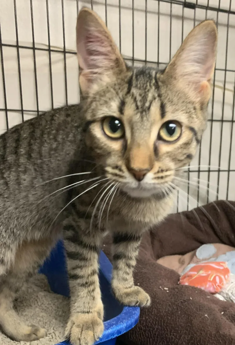 A baby medium-sized female Tabby (Brown / Chocolate) Domestic Short Hair cat named Marissa for adoption in Milwaukee, WI