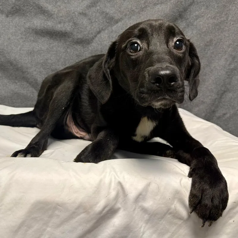 A baby small-sized female Mixed Breed dog named Heidi for adoption in Bennettsville, SC