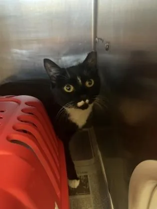 An adult medium-sized female Domestic Short Hair cat named Flutterbup for adoption in Largo, FL