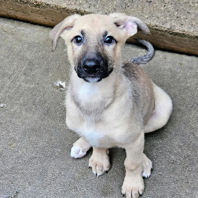 A baby large-sized male Apricot / Beige German Shepherd Dog dog named Bamboo for adoption in Chicago, IL