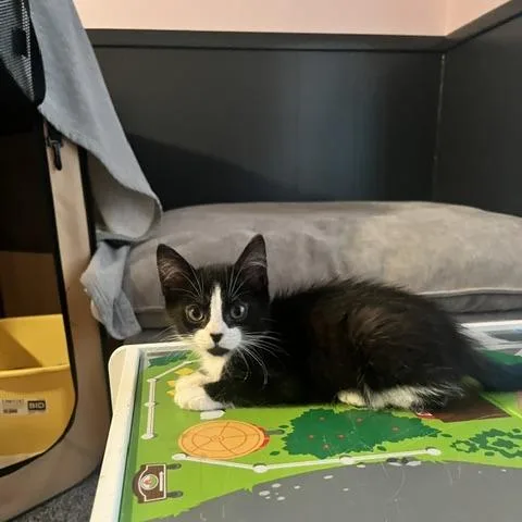 A baby small-sized female Black Domestic Short Hair cat named Shirley for adoption in Grand Rapids, MI