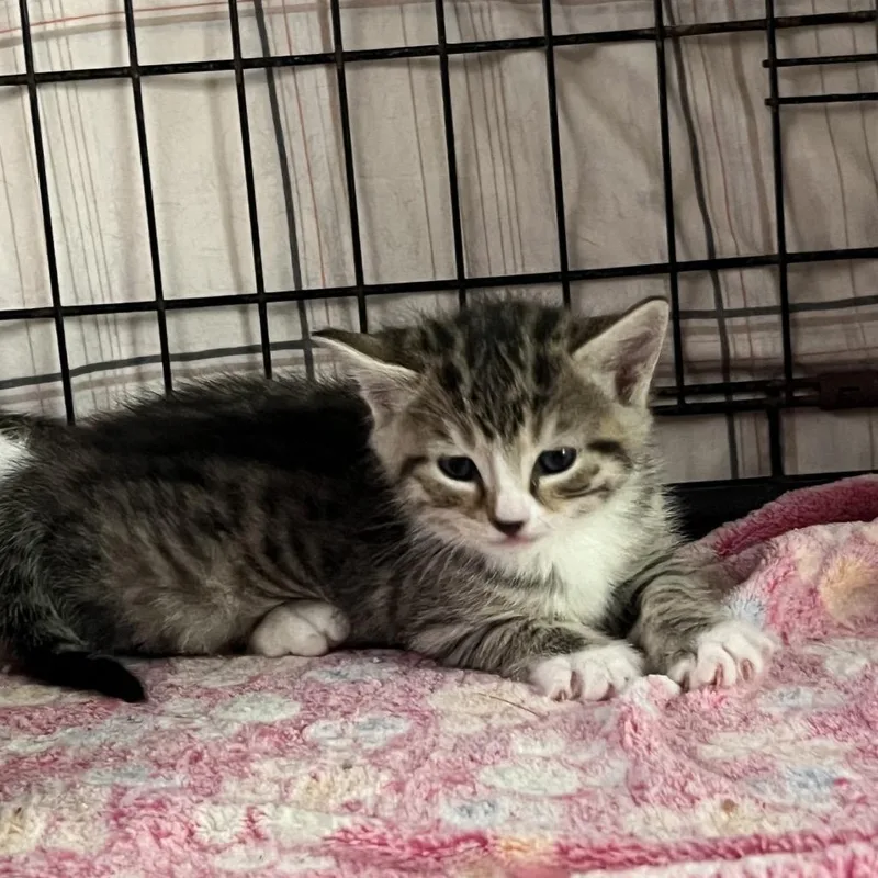 A baby small-sized male Brown / Chocolate Domestic Short Hair cat named Plum for adoption in Blairsville, GA