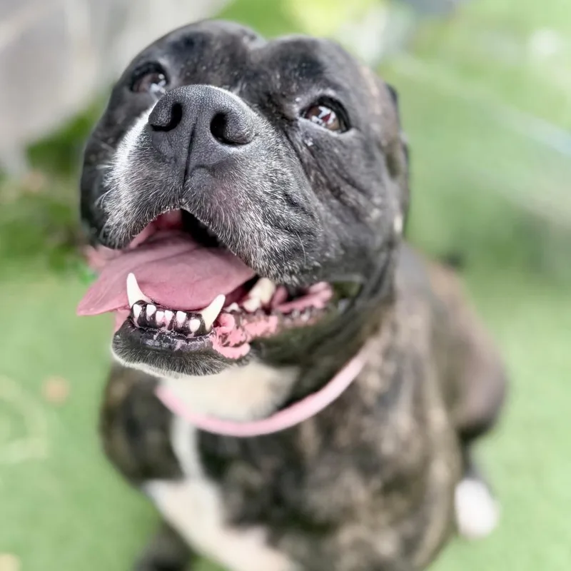 An adult small-sized female Brindle American Staffordshire Terrier dog named Diva for adoption in Chattanooga, TN