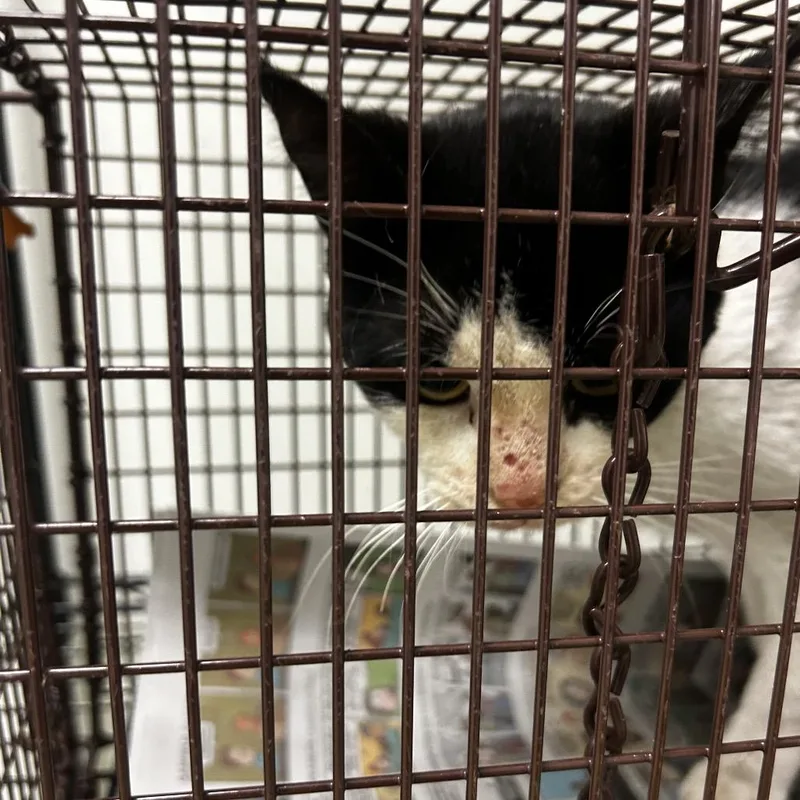 An adult large-sized male Black Domestic Short Hair cat named Bingo for adoption in Philadelphia, PA