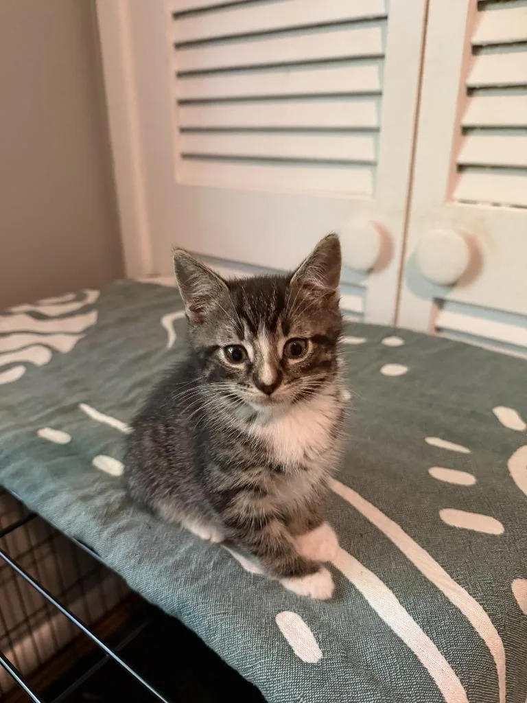 A baby medium-sized male Domestic Short Hair cat named Islander for adoption in Pomona, NY