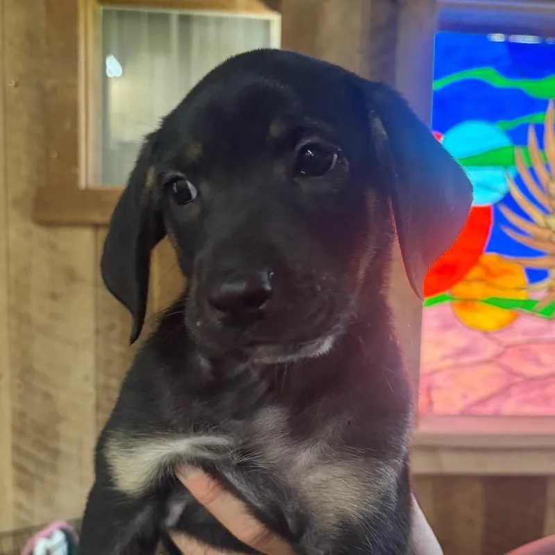 ALPHARETTA  Mazzie thumbnail 3