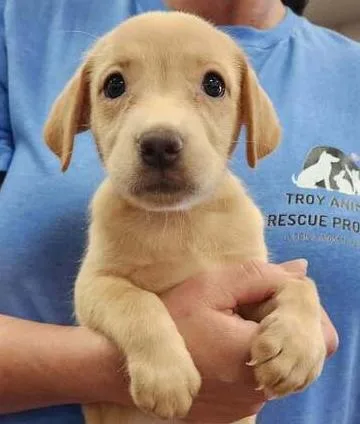 A baby small-sized female Brown / Chocolate Terrier dog named Allie for adoption in Troy, AL