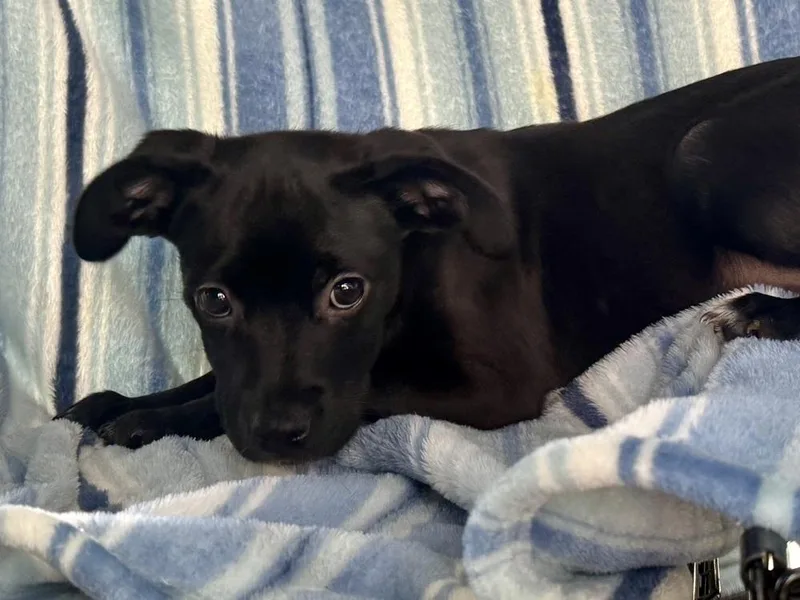 Precious thumbnail 3