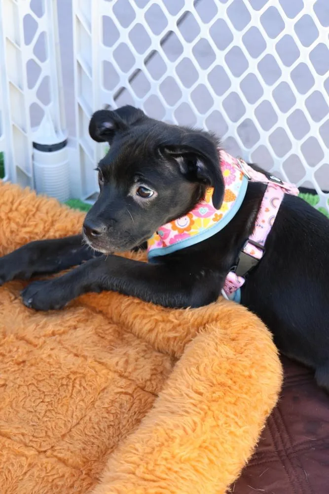 Precious thumbnail 4