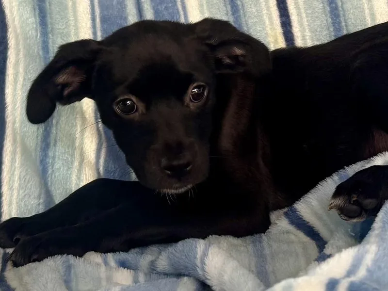 Precious thumbnail 5