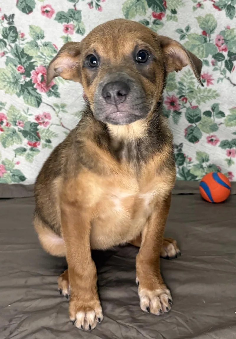 A young large-sized female Shepherd dog named Paisley for adoption in Wetumpka, AL