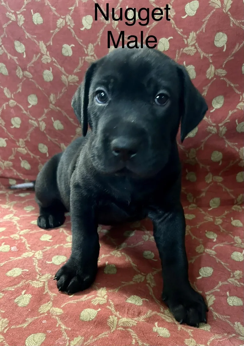 A baby medium-sized male Black Labrador Retriever dog named The Muffin Pups for adoption in Jacksonville, FL