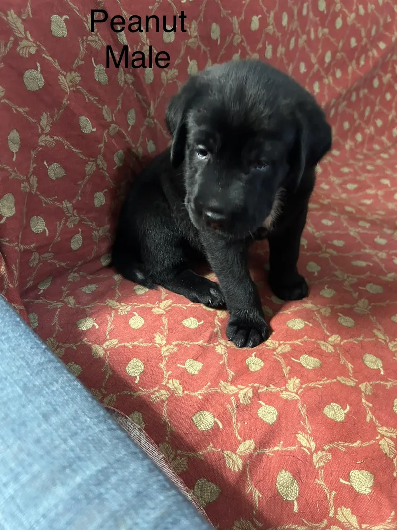 The Muffin Pups thumbnail 2