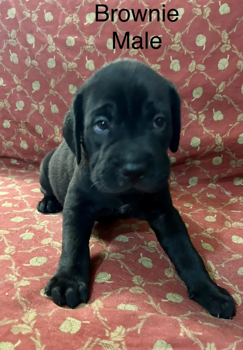 The Muffin Pups thumbnail 3