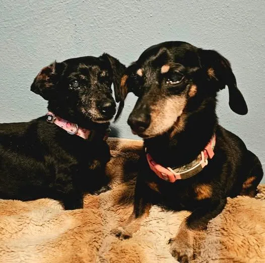 A senior small-sized female Dachshund dog named Violet and Abby for adoption in Sioux Falls, SD