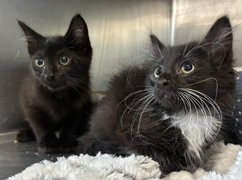 A baby large-sized male Black & White / Tuxedo Domestic Long Hair cat named Robin for adoption in Petersburg, IL