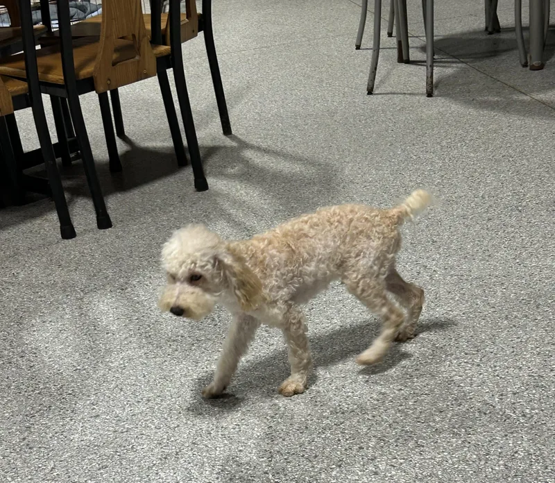 Bo