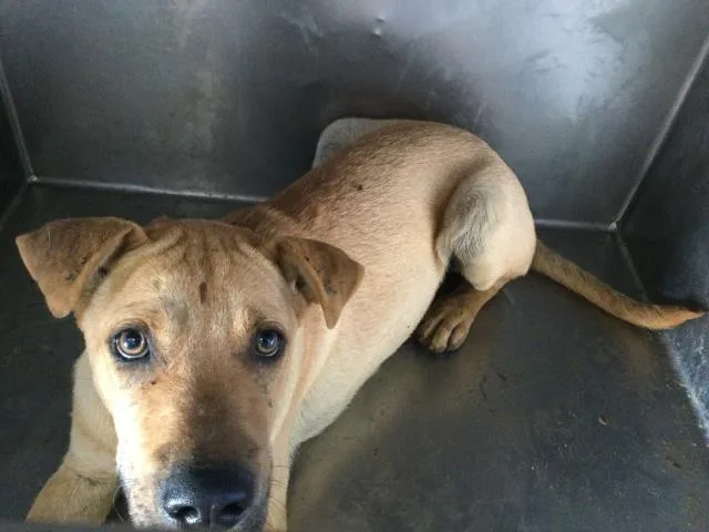 A young large-sized male Shar-Pei dog named Stewie for adoption in Riverside, CA
