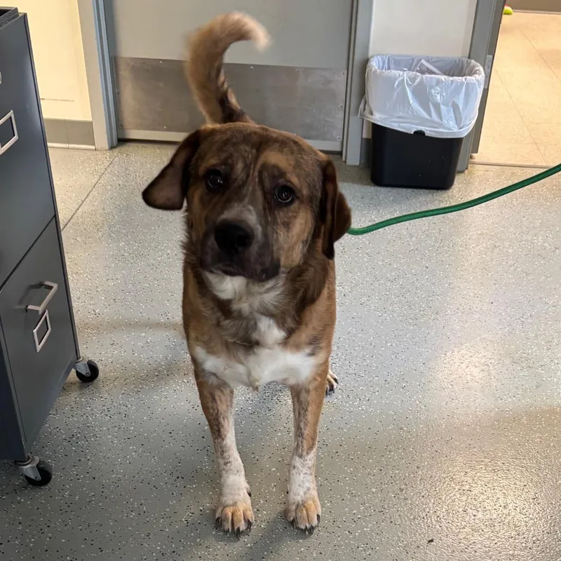 An adult large-sized male Brown / Chocolate Shepherd dog named Luke for adoption in Galax, VA