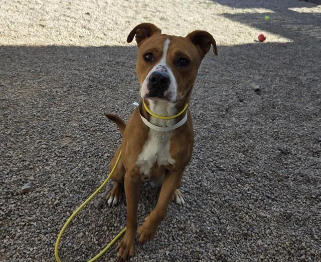 An adult large-sized male Pit Bull Terrier dog named Chipper for adoption in Mesa, AZ