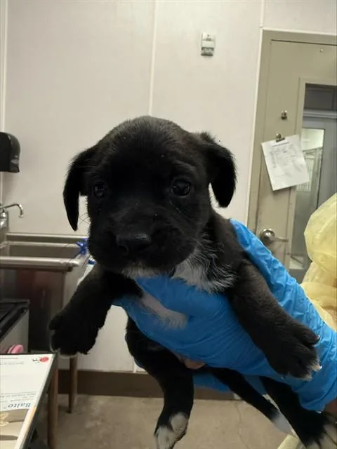 A baby small-sized male German Shepherd Dog dog named Sleepy for adoption in Tucson, AZ