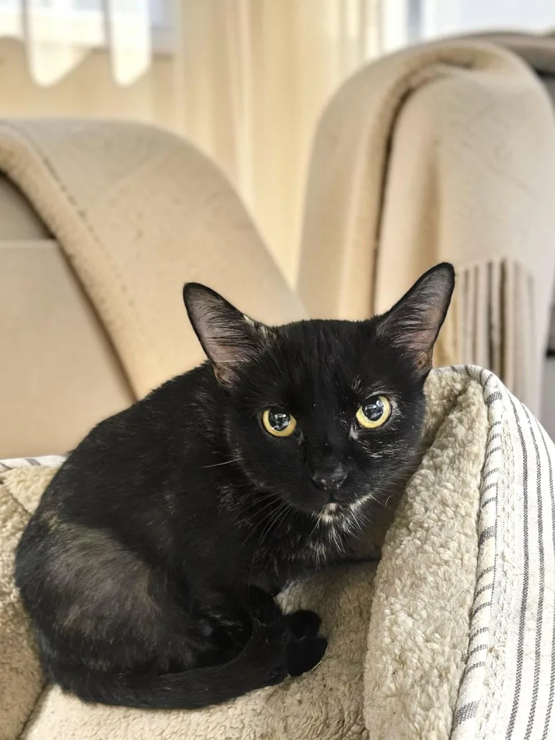 An adult medium-sized female Domestic Short Hair cat named Daphne for adoption in Champaign, IL