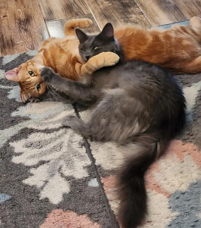 Gracie and Junior