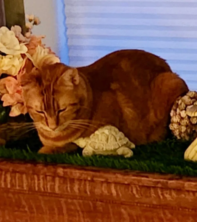 Gracie and Junior thumbnail 2
