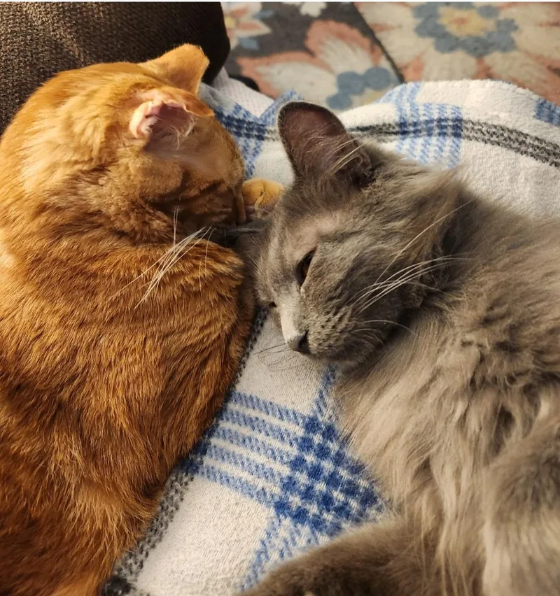 Gracie and Junior thumbnail 5