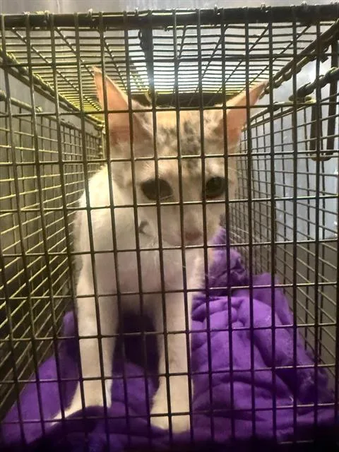A young medium-sized female Domestic Short Hair cat named Loretta for adoption in San Antonio, TX