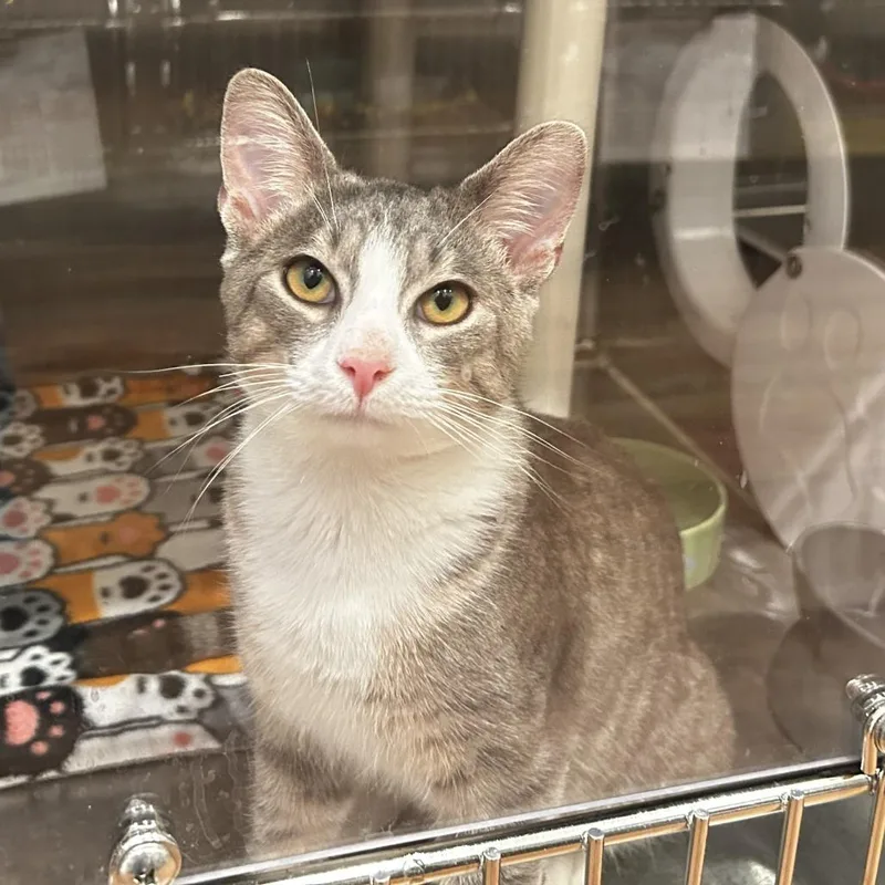 A young medium-sized male Gray / Blue / Silver Domestic Short Hair cat named Etude for adoption in Evanston, IL