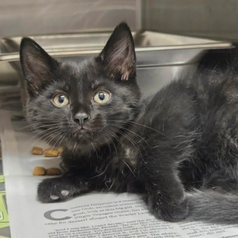 A baby small-sized female Black Domestic Short Hair cat named Panther for adoption in Hinsdale, IL