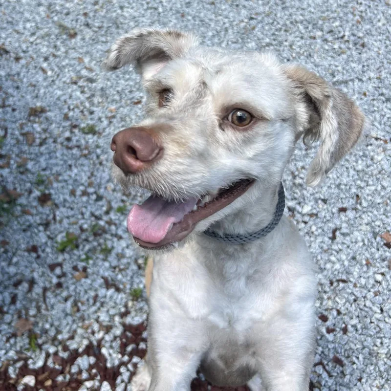Pongo