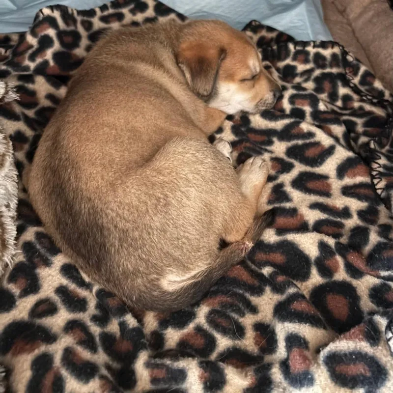 A baby small-sized female Brown / Chocolate Shepherd dog named Karmen for adoption in San Antonio, TX