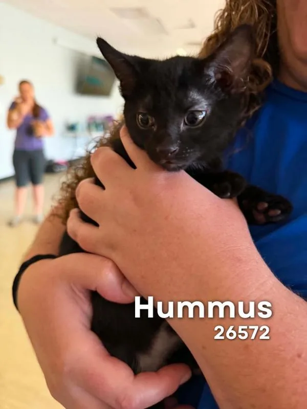 A baby small-sized male Domestic Short Hair cat named Hummus for adoption in Oak Ridge, TN