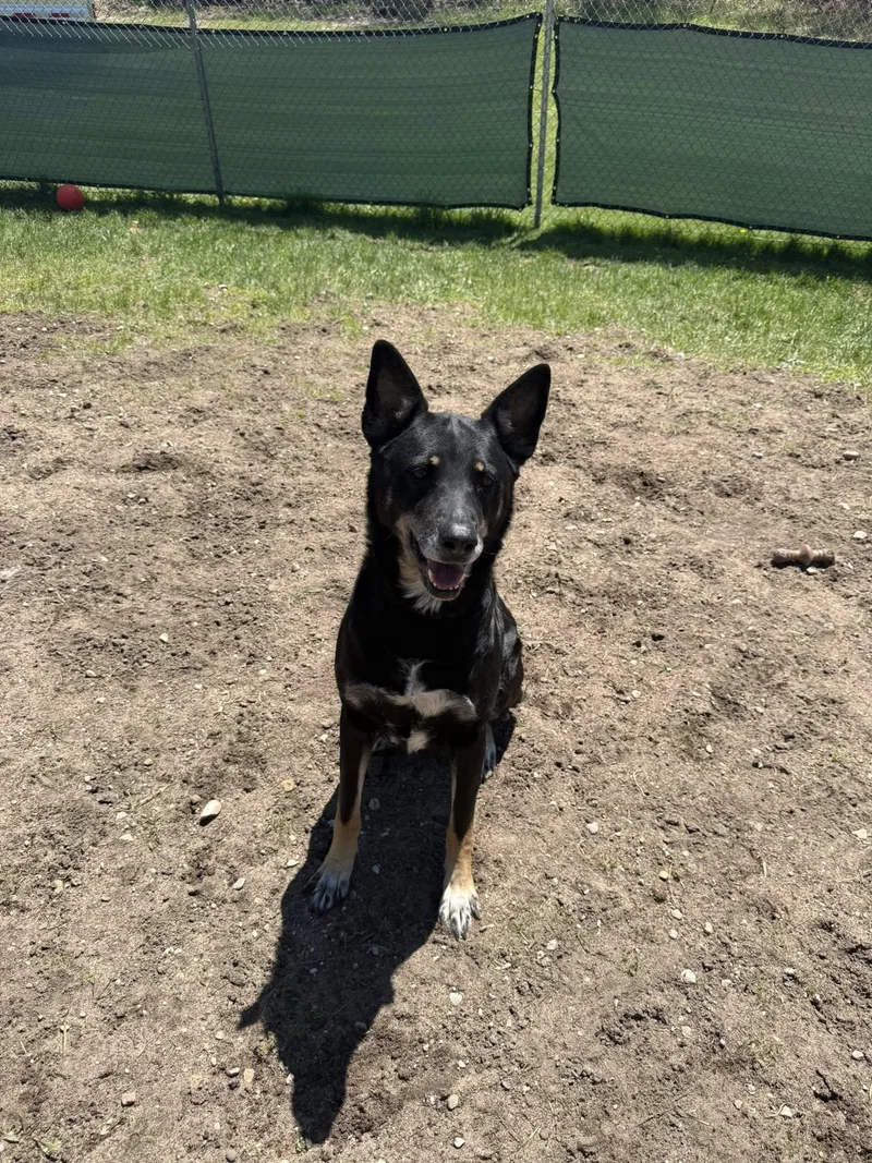 A senior large-sized female Black German Shepherd Dog dog named Xena for adoption in Bellaire, MI