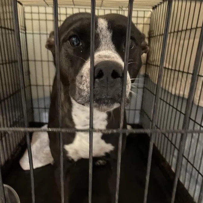 An adult medium-sized female Mixed Breed dog named Lania for adoption in Port Charlotte, FL