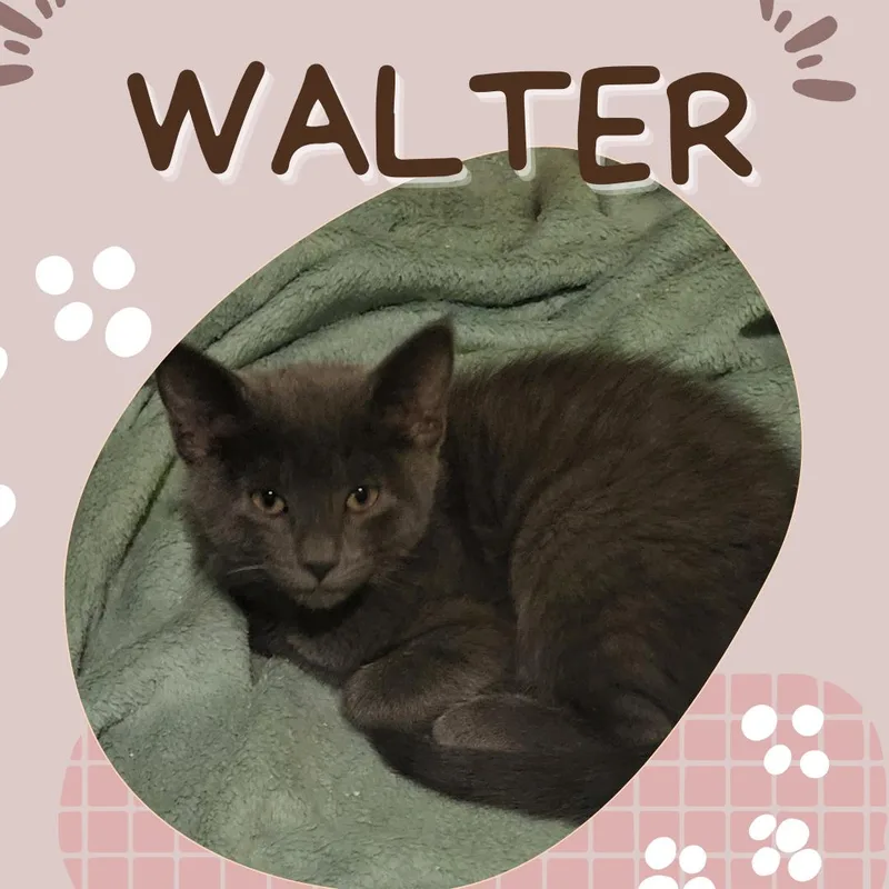 A baby small-sized male Domestic Short Hair cat named Walter for adoption in Tucson, AZ