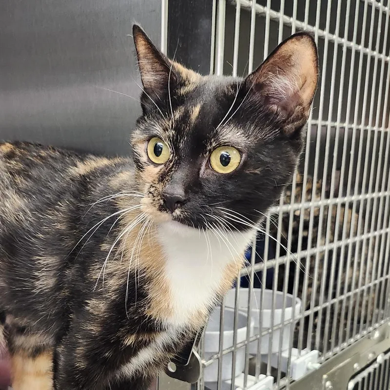An adult medium-sized female Tortoiseshell Domestic Short Hair cat named Cece for adoption in Columbia Station, OH