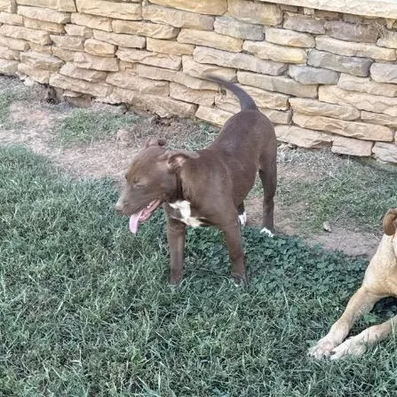A baby medium-sized female Brown / Chocolate Pit Bull Terrier dog named Heidi for adoption in Holly Springs, MS