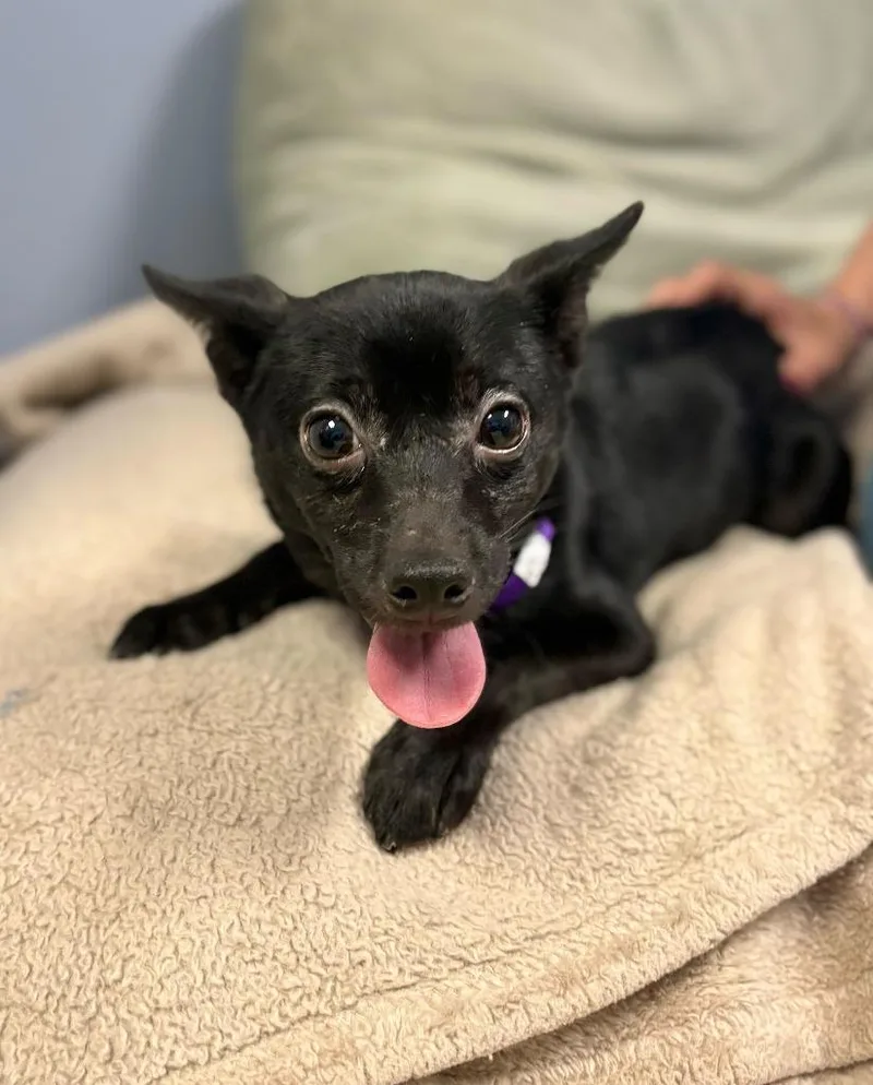 A baby small-sized female Mixed Breed dog named Ranch Dressing for adoption in Chillicothe, OH