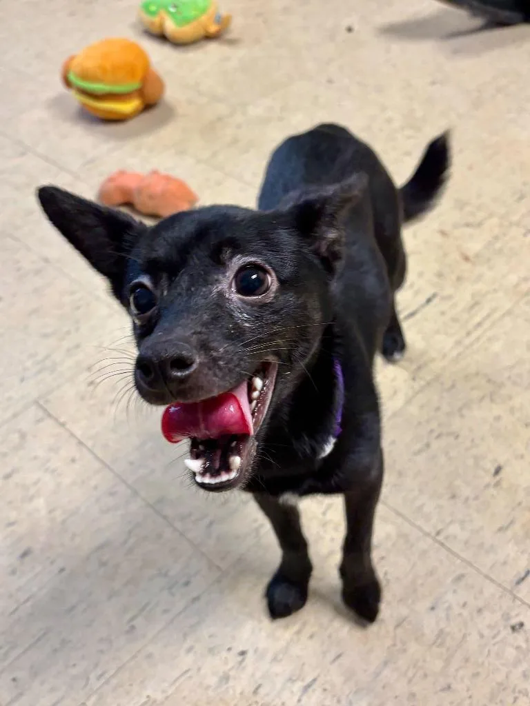 Ranch Dressing thumbnail 2